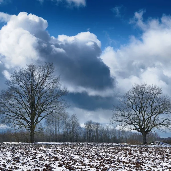 Scenic View Trees Snow Capped Agricultural Field Cloudy Sky — Stock Photo, Image