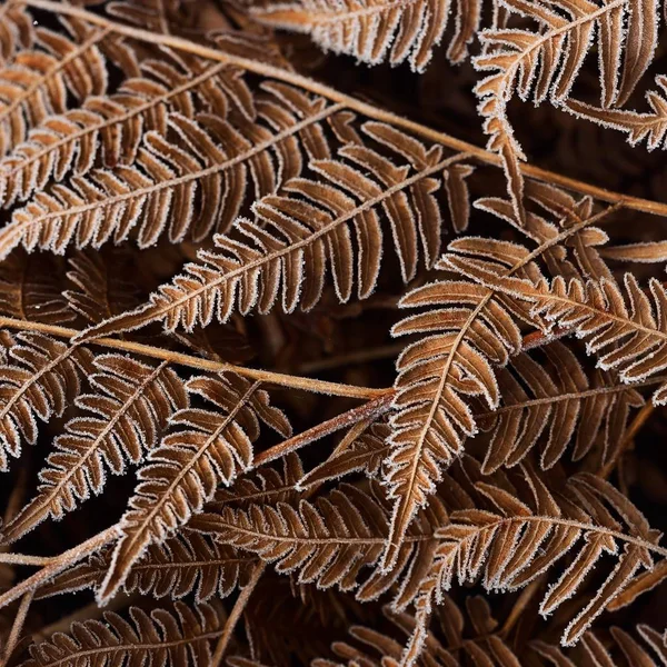 Close View Dry Frosted Fern Leaves — Stock Photo, Image