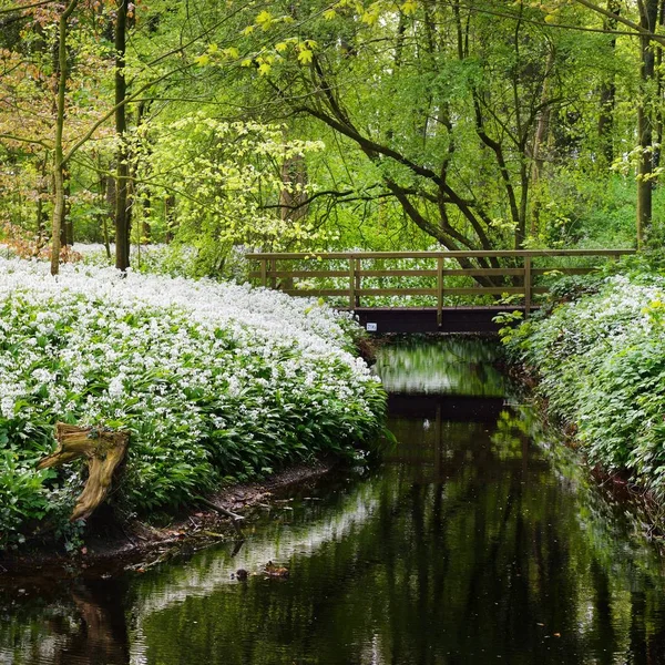 Malerischer Blick Auf Holzbrücke Über Fluss Und Blühende Büsche Ufer — Stockfoto