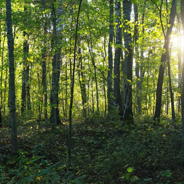 Divoké Hustý Zelený Les Zelené Listí Podzimní Večer Paprsky Slunce — Stock fotografie