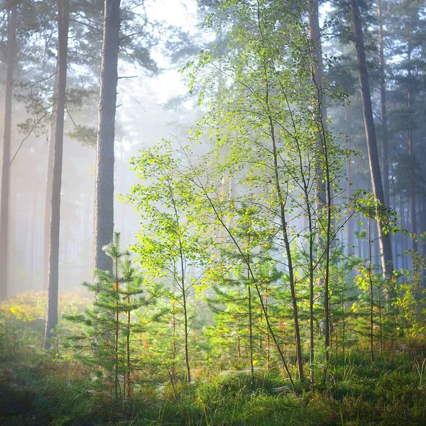 Lever Soleil Dans Forêt Feuillus Lettonie — Photo