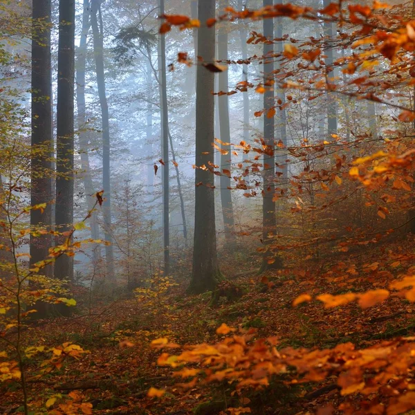 清晨的浓雾笼罩着美丽的山毛榉林 秋天有黄色和橙色叶子的树 德国海德堡 — 图库照片