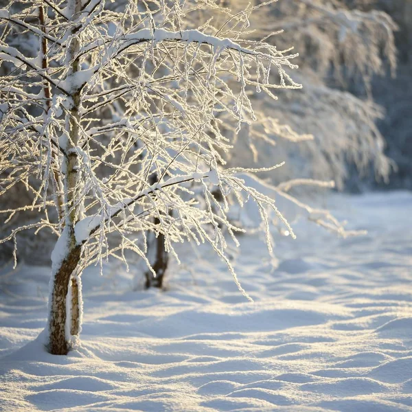 Malerischer Blick Auf Schneebedeckte Bäume Zur Winterzeit — Stockfoto