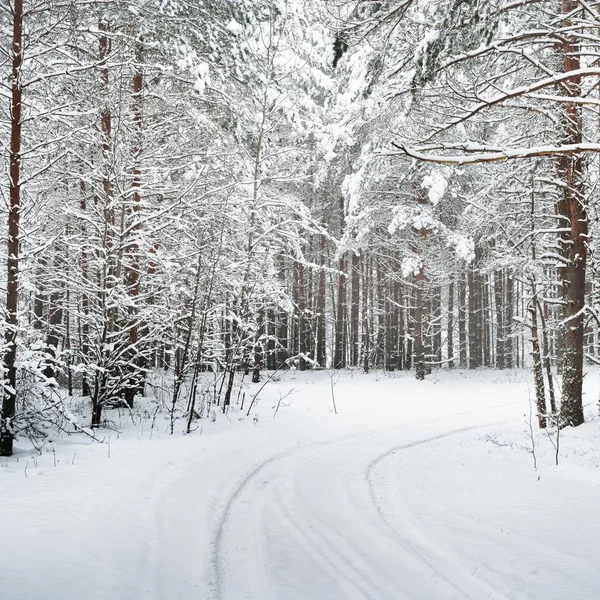 Sökvägen Vinter Skog Tjocka Lager Snö Lettland — Stockfoto