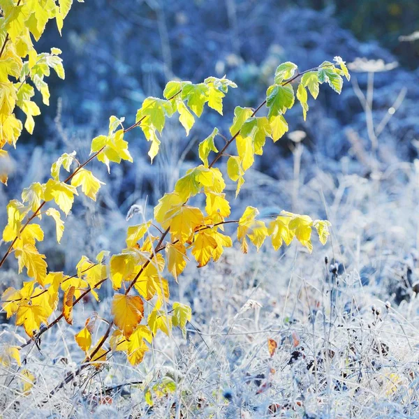 Vista Panorámica Árboles Esmerilados Hierba Invierno —  Fotos de Stock