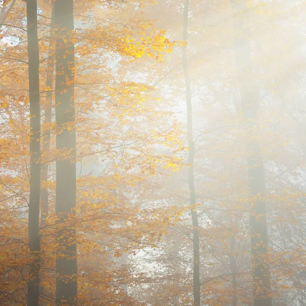 Misteriosa Niebla Matutina Hermoso Bosque Hayas Árboles Otoñales Con Follaje — Foto de Stock