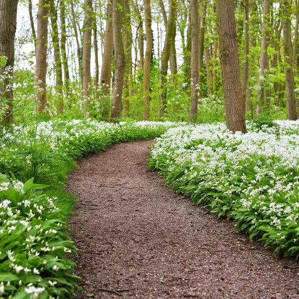 Path among flowering bushes in deciduous forest — Stock Image Path Flowering Bushes Deciduous Forest Stock Image