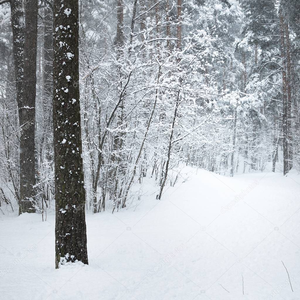 A path in a winter forest under a thick layer of fresh snow