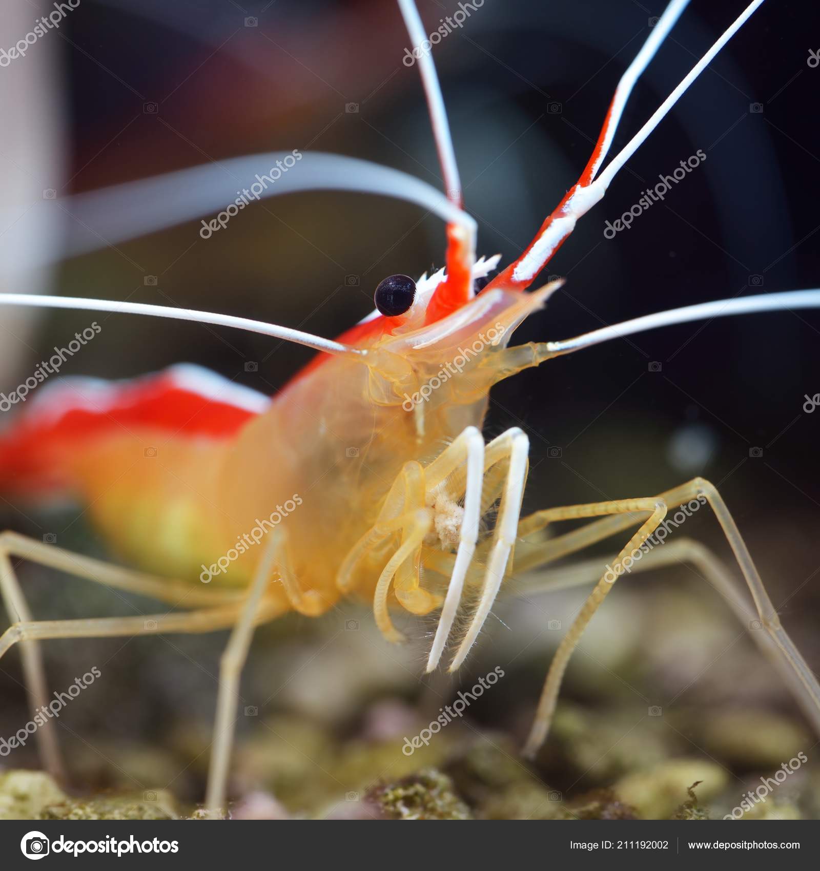 Lysmata Amboinensis Cleaner Shrimp Marine Aquarium Stock Photo by ©alex