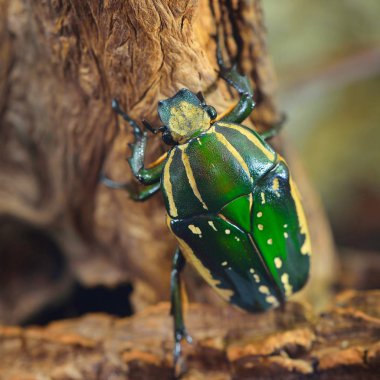 Terrarium içinde yeşil çiçek böceği (Chelorrhina polyphemus confluens). Çiçek chafer, scarab.