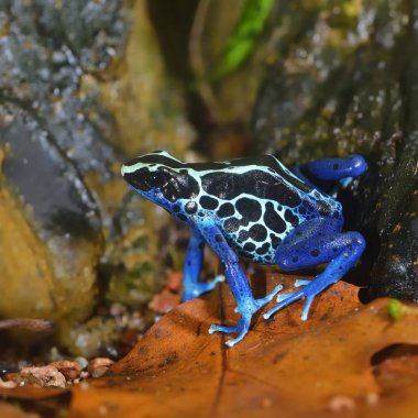 Mavi ok kurbağası Dendrobates tinctorius terrarium içinde. Renkli parlak tropikal kurbağa.