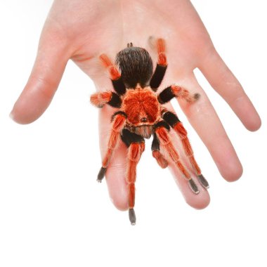 Birdeater tarantula örümceği Brachypelma boehmei el düzenlenen beyaz bitti izole. Parlak kırmızı renkli dev örümcek.