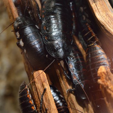 Black giant Madagascar hissing cockroach group in natural environment clipart