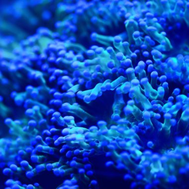 Deniz anemon ve mercan akvaryum yakından görmek