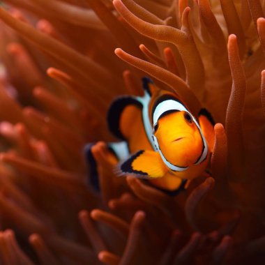 Deniz Akvaryumunda Amphiprion Ocellaris Palyaço Balığı