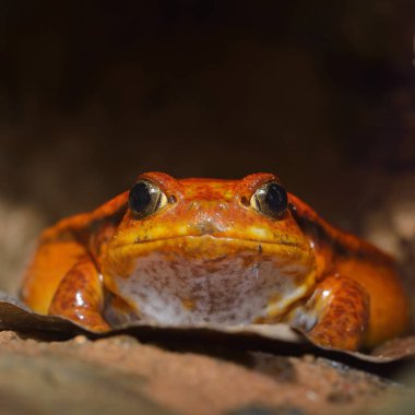 Yanlış domates kurbağa Dyscophus guineti doğal tropikal ortamda. Şişman Kırmızı kurbağa kuru gizleme bırakır.