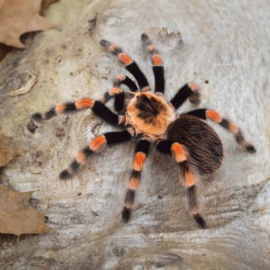 Birdeater tarantula örümceği Brachypelma smithi doğal orman ortamında. Parlak turuncu renkli dev örümcek.