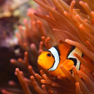 Deniz Akvaryumunda Amphiprion Ocellaris Palyaço Balığı