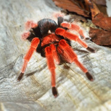 Birdeater tarantula örümceği Brachypelma boehmei doğal orman ortamında. Parlak kırmızı renkli dev örümcek.