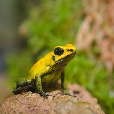Altın zehir ok Kurbağa (Phyllobates terribilis) doğal yağmur ormanları ortamında. Renkli parlak sarı tropikal kurbağa.