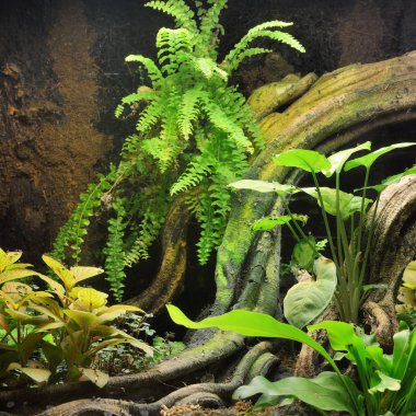 Tropikal ortamda terrarium düzeniyle egzotik yeşillik ve bir günlük