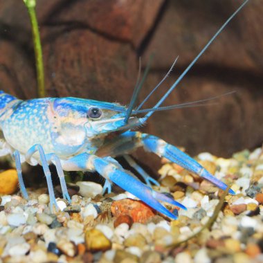 akvaryum içinde Avustralya mavi kerevit yakından görmek 