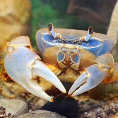 Rainbow crab Cardisoma armatum closeup in an aquarium clipart