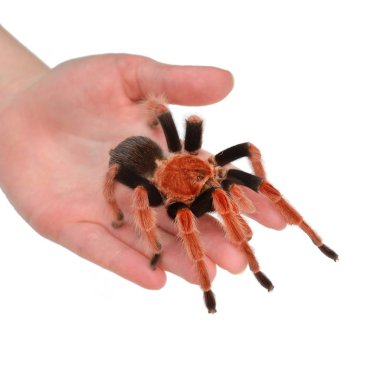 Birdeater tarantula örümceği Brachypelma boehmei el düzenlenen beyaz bitti izole. Parlak kırmızı renkli dev örümcek.