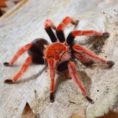 Birdeater tarantula örümceği Brachypelma boehmei doğal orman ortamında. Parlak kırmızı renkli dev örümcek.