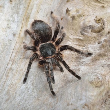 Birdeater curlyhair tarantula örümceği Brachypelma albopilosum doğal orman ortamında. Siyah tüylü dev örümcek.