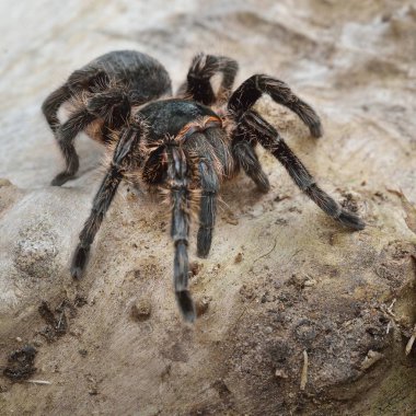 Birdeater curlyhair tarantula örümceği Brachypelma albopilosum doğal orman ortamında. Siyah tüylü dev örümcek.