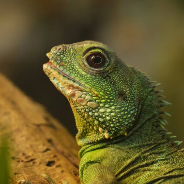 Doğal ortamda Asya su ejderha (Physignathus cocincinus). Renkli tropikal yeşil kertenkele.