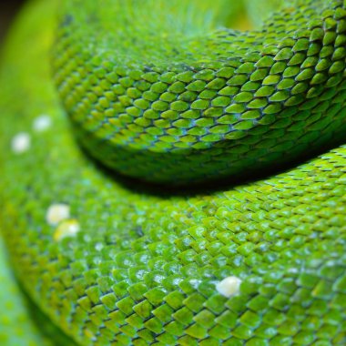 Yeşil ağaç python Morelia viridis. Genç yeşil yılan katlanmış
