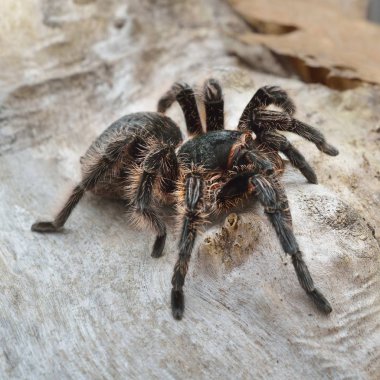 Birdeater curlyhair tarantula örümceği Brachypelma albopilosum doğal orman ortamında. Siyah tüylü dev örümcek.