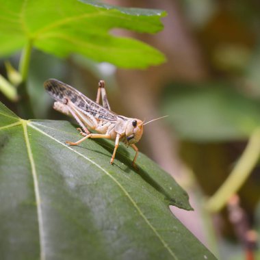Sağlıklı yeşil yaprak terrarium içinde oturan locust çekirge (Acrididae)