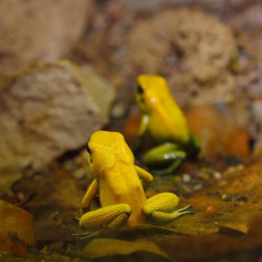 Altın zehir ok Kurbağa (Phyllobates terribilis) doğal yağmur ormanları ortamında. Renkli parlak sarı tropikal kurbağa.
