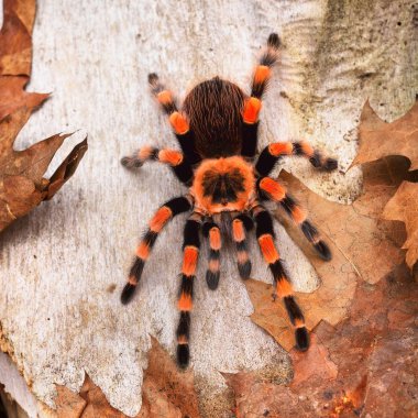 Birdeater tarantula örümceği Brachypelma smithi doğal orman ortamında. Parlak turuncu renkli dev örümcek.