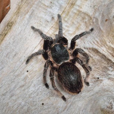 Birdeater curlyhair tarantula örümceği Brachypelma albopilosum doğal orman ortamında. Siyah tüylü dev örümcek.