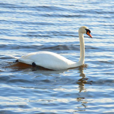 White swan swimming in blue lake water clipart