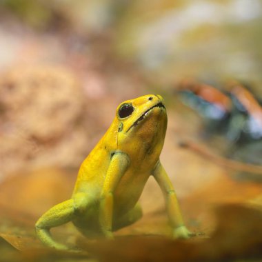 Altın zehir ok Kurbağa (Phyllobates terribilis) doğal yağmur ormanları ortamında. Renkli parlak sarı tropikal kurbağa.