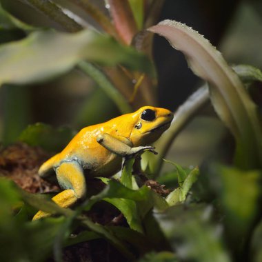 Altın zehir ok Kurbağa (Phyllobates terribilis) doğal yağmur ormanları ortamında. Renkli parlak sarı tropikal kurbağa.