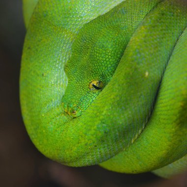 Yeşil ağaç python Morelia viridis. Genç yeşil yılan bir sopa üzerinde katlanmış.