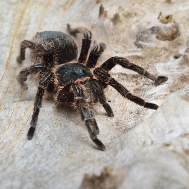 Birdeater curlyhair tarantula örümceği Brachypelma albopilosum doğal orman ortamında. Siyah tüylü dev örümcek.
