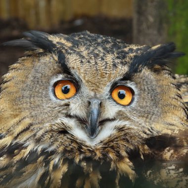 Avrasya kartal-baykuş (Bubo bubo) baş closeup doğal ortamda.