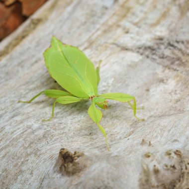 Yeşil leaflike böcek sopa Phyllium giganteum doğal ortamda bir ağaç gövdesi üzerinde