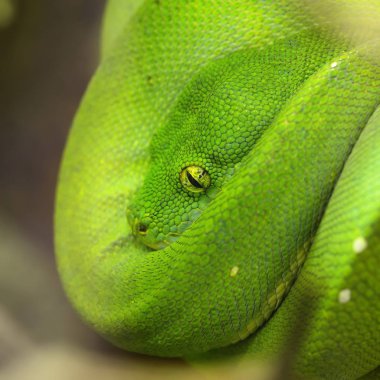 Yeşil ağaç python Morelia viridis. Genç yeşil yılan bir sopa üzerinde katlanmış.
