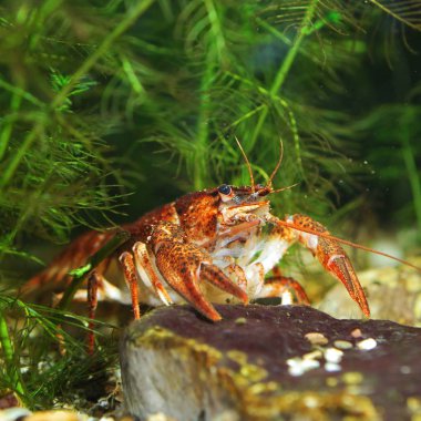 dar pençe kerevit astacus leptodactylus yakın çekim. kırmızı renk morph