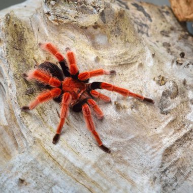 Birdeater tarantula örümceği Brachypelma boehmei doğal orman ortamında. Parlak kırmızı renkli dev örümcek.