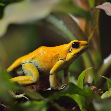 Altın zehir ok Kurbağa (Phyllobates terribilis) doğal yağmur ormanları ortamında. Renkli parlak sarı tropikal kurbağa.