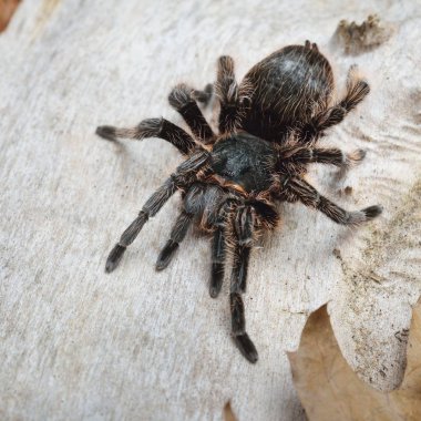 Birdeater curlyhair tarantula örümceği Brachypelma albopilosum doğal orman ortamında. Siyah tüylü dev örümcek.
